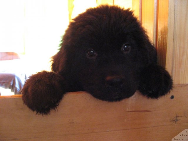 Фото: ньюфаундленд Смигар Шепот Невской Волны