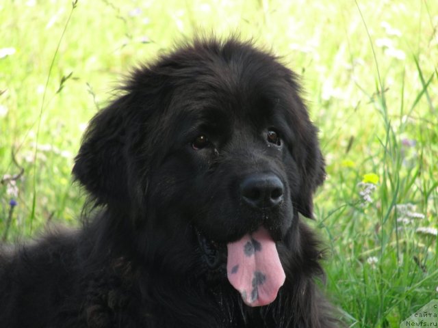 Фото: ньюфаундленд Жемчужина Сибири от Марлеон Дусвик