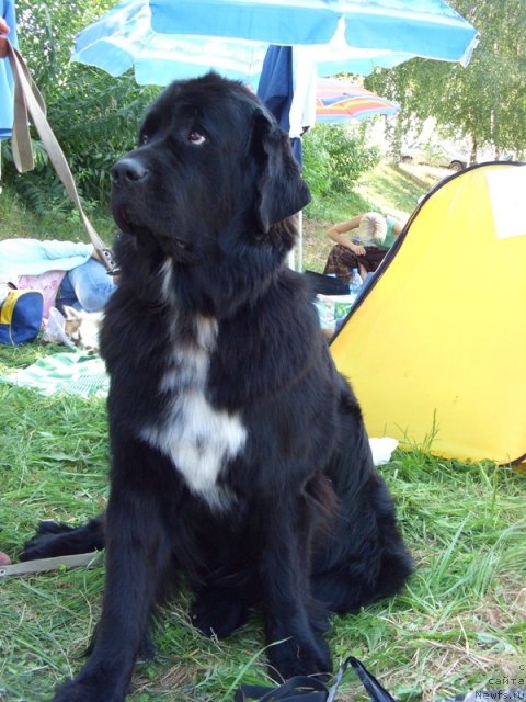 Фото: ньюфаундленд Орхидея Цветок Любви