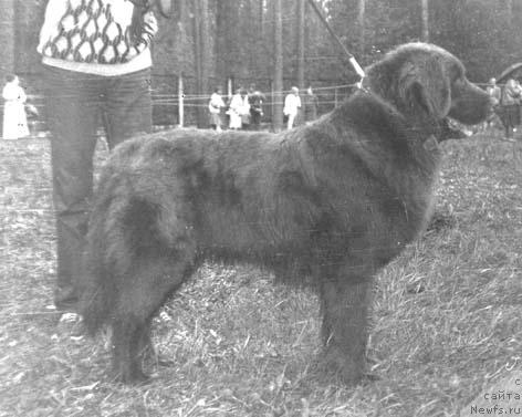 Фото: ньюфаундленд Контия