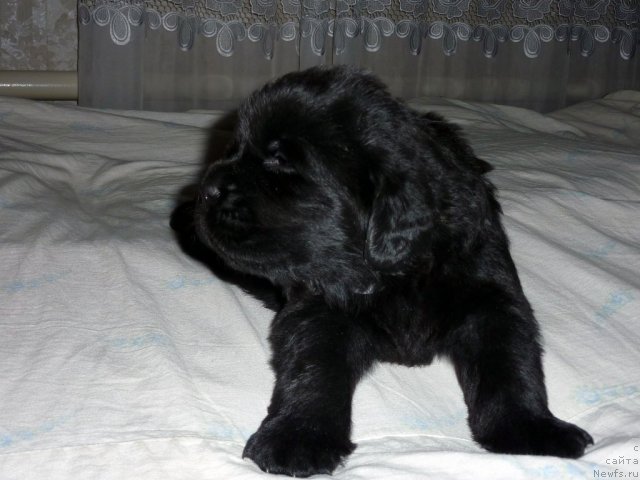 Фото: ньюфаундленд Бекхем Биг Бой