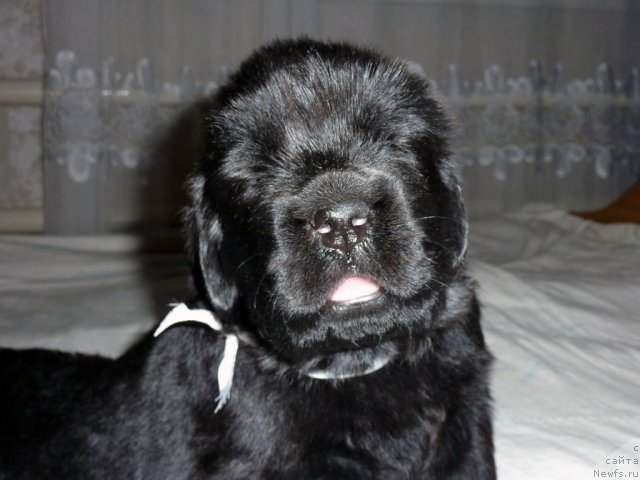 Фото: ньюфаундленд Бекхем Биг Бой