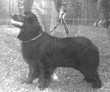 Фото: ньюфаундленд Брекан Циндра