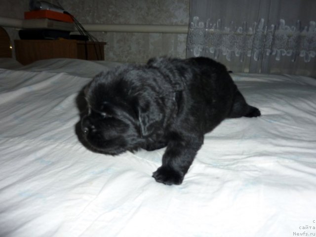 Фото: ньюфаундленд Бекхем Биг Бой