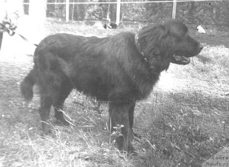 Фото: ньюфаундленд Цинго