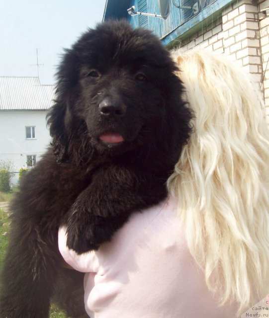 Фото: ньюфаундленд Частичка Души