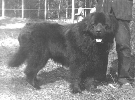 Фото: ньюфаундленд Центорс