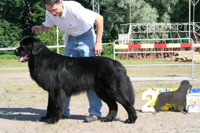 Фото: ньюфаундленд Усатый Нянь Тимоша