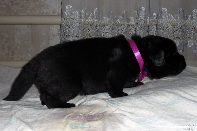 Фото: ньюфаундленд Белли Бёрд