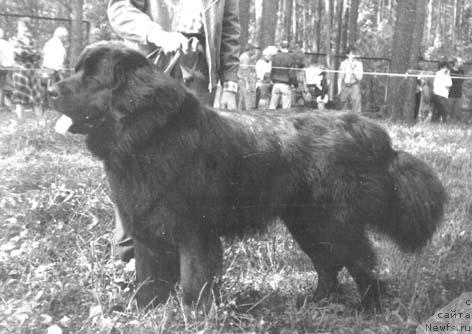 Фото: ньюфаундленд Норд Жулан