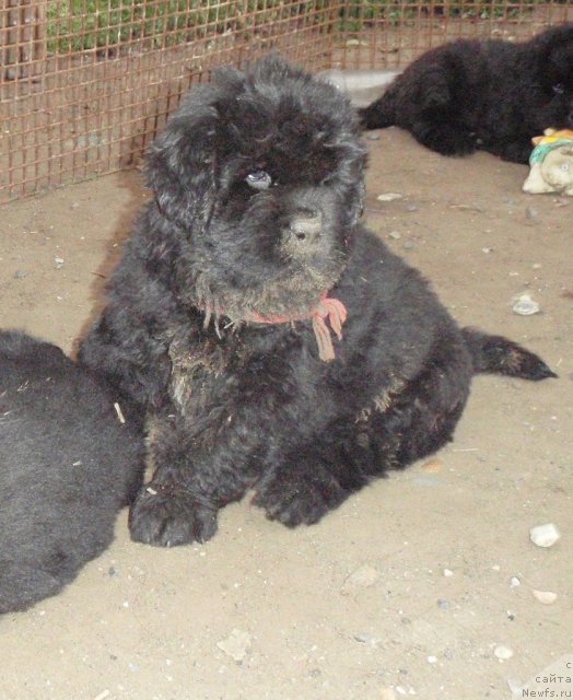 Фото: ньюфаундленд Нойри Империал из Медвежьего Яра (Noyri Imperial iz Medvejyego Yara)