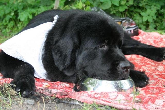 Фото: ньюфаундленд Усатый Нянь Тимоша