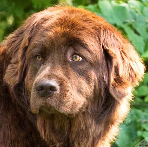 Фото: ньюфаундленд Таори Росс