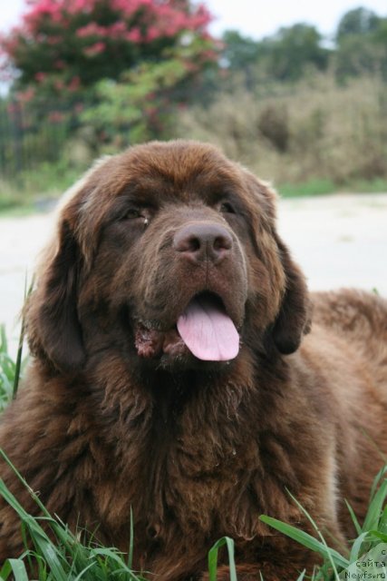 Фото: ньюфаундленд Irishcream Von Szentpaly