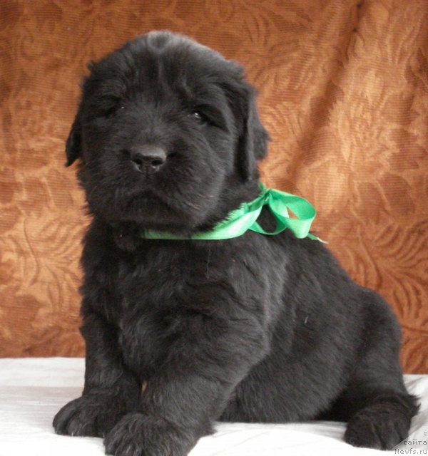 Фото: ньюфаундленд Их Высочество Владлена Маджикс