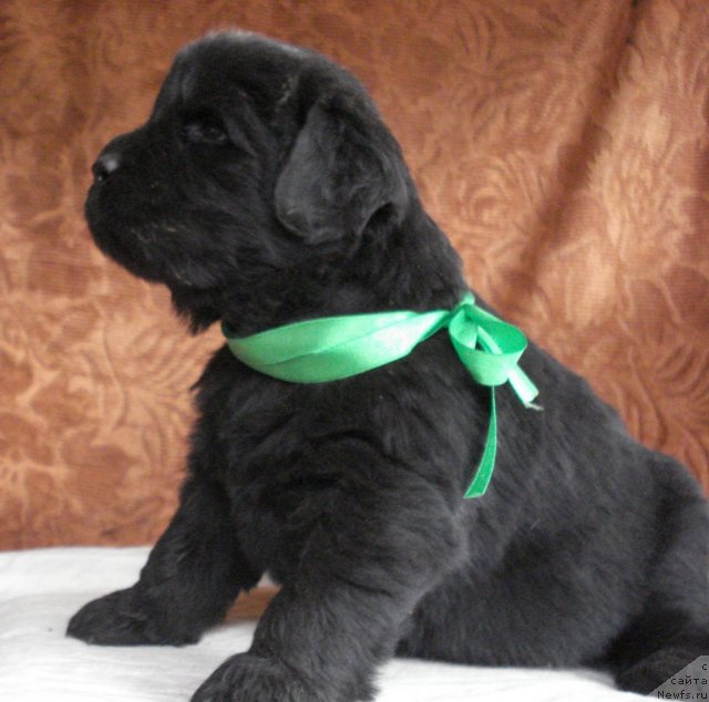 Фото: ньюфаундленд Их Высочество Владлена Маджикс