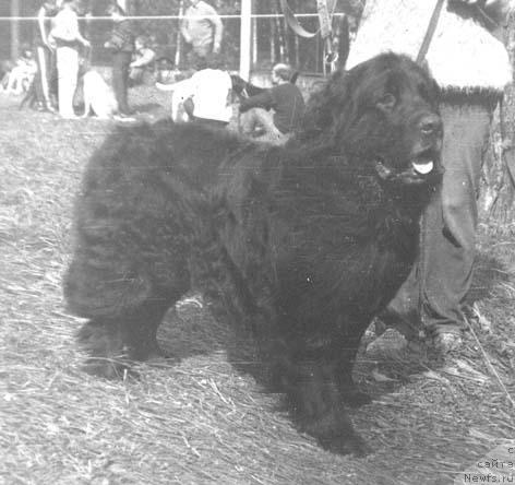 Фото: ньюфаундленд Дон Ярвольф