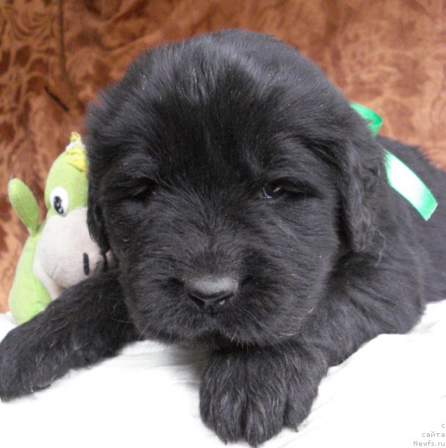 Фото: ньюфаундленд Их Высочество Владлена Маджикс