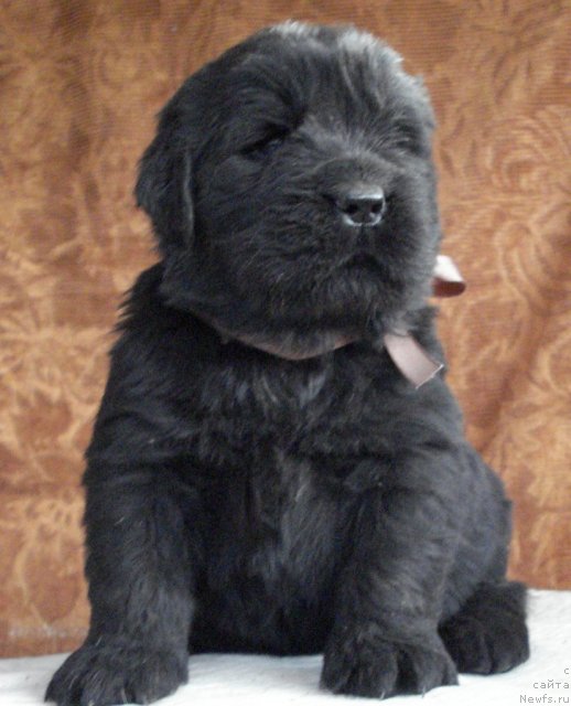 Фото: ньюфаундленд Их Высочество Виола Жанмоника (Ih Visochestvo Viola Zhanmonika)