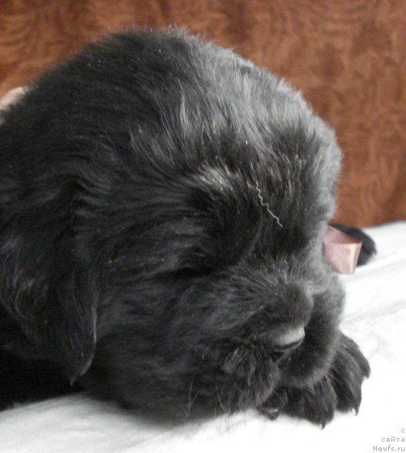 Фото: ньюфаундленд Их Высочество Виола Жанмоника (Ih Visochestvo Viola Zhanmonika)