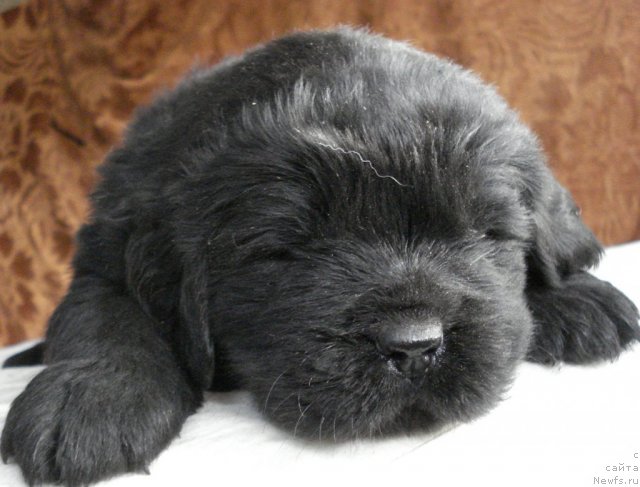 Фото: ньюфаундленд Их Высочество Виола Жанмоника (Ih Visochestvo Viola Zhanmonika)