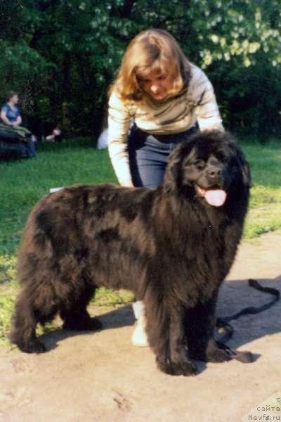 Фото: ньюфаундленд Бессика