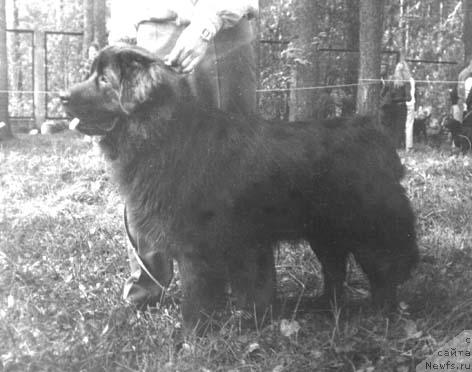 Фото: ньюфаундленд Сейни Зимбро