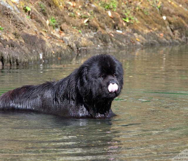 Фото: ньюфаундленд Потап Фидель