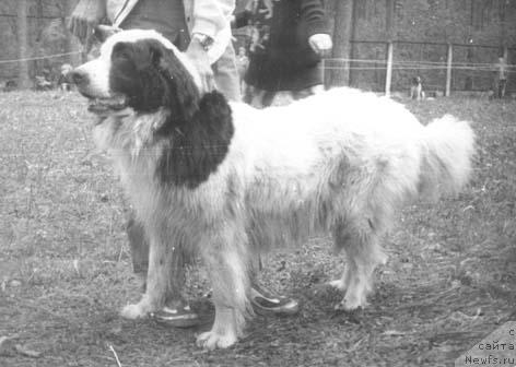 Фото: ньюфаундленд Билле