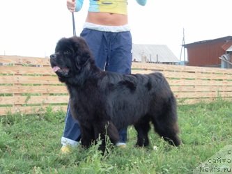 Фото: ньюфаундленд Ньюфорт Магия Любви