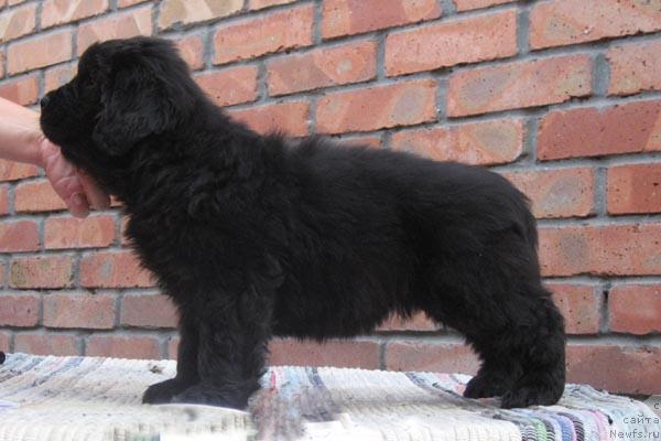 Фото: ньюфаундленд Красноярская Интрига с Берега Дона