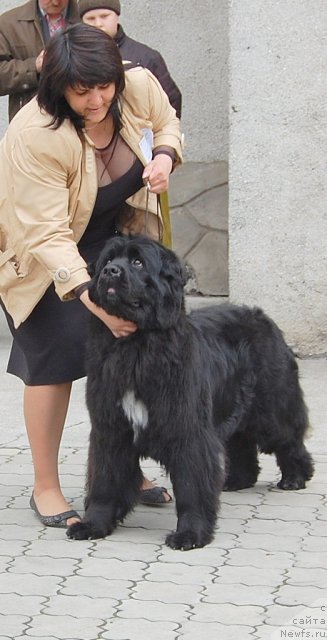 Фото: ньюфаундленд Белла Браво, Лариса Сыкевич