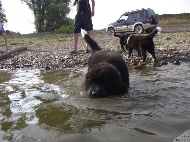 Фото: ньюфаундленд Изольда Избранница Судьбы