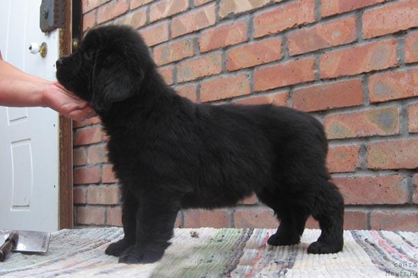 Фото: ньюфаундленд Княжна с Берега Дона