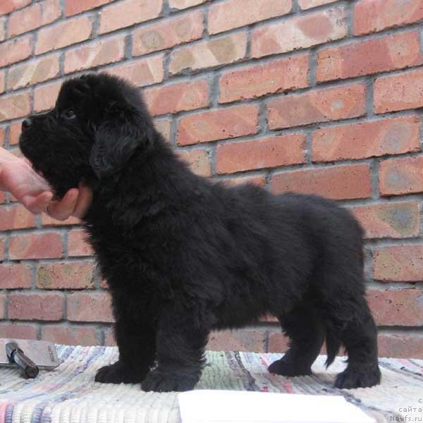 Фото: ньюфаундленд Казачка с Берега Дона