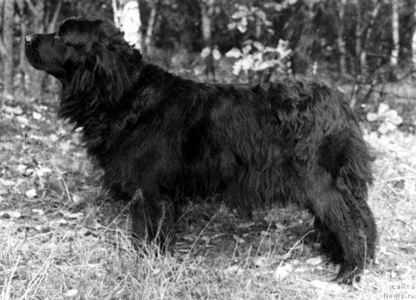Фото: ньюфаундленд Агава Гер