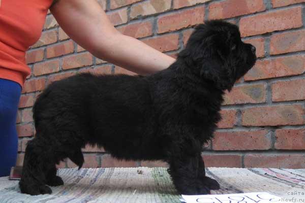 Фото: ньюфаундленд Красота Неземная с Берега Дона (Krasota Nezemnaya s Berega Dona)