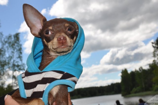 Фотография № 48102