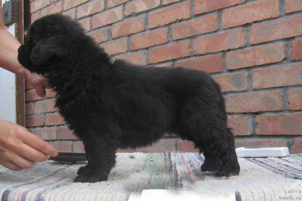 Фото: ньюфаундленд Красна Девица с Берега Дона