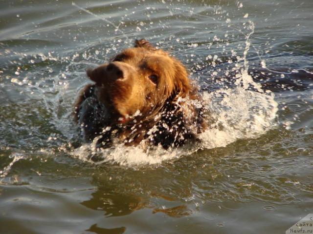 Фото: ньюфаундленд Лесная Сказка Изольда
