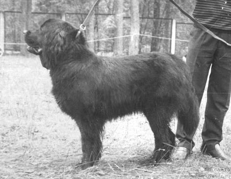 Фото: ньюфаундленд Эмур Герда