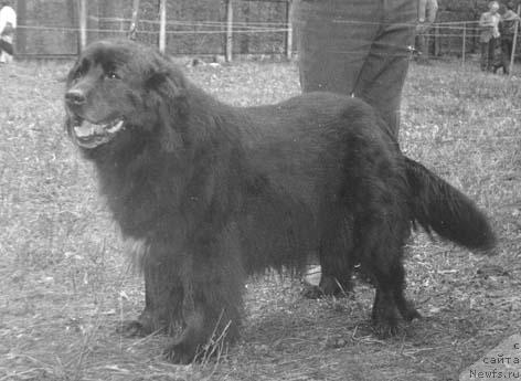 Фото: ньюфаундленд Серджам Найджела