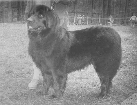 Фото: ньюфаундленд Кетур Трезия