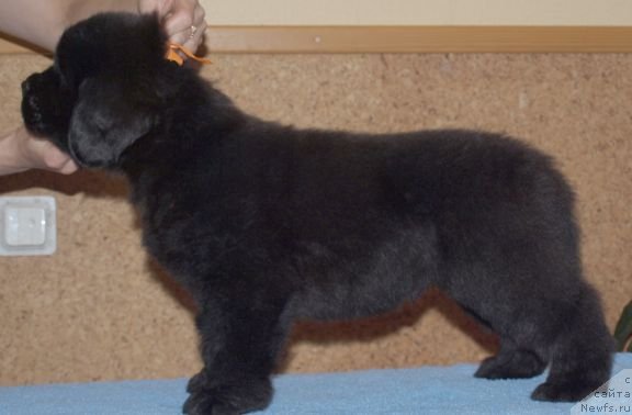 Фото: Дар СвеЗы Юкос Карху Тула, 40 дней