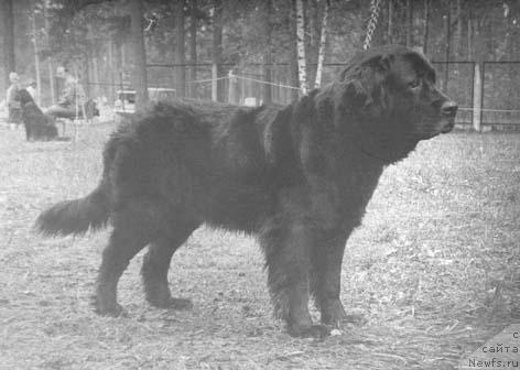 Фото: ньюфаундленд Урси