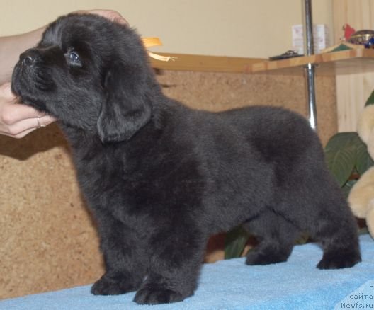 Фото: Дар СвеЗы Юкос Карху Тула, 40 дней