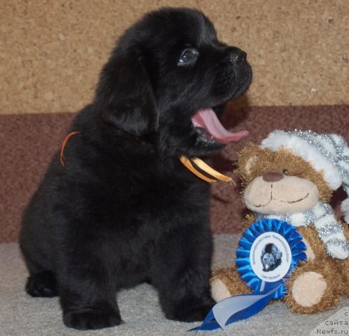 Фото: Дар СвеЗы Юкос Карху Тула, 40 дней