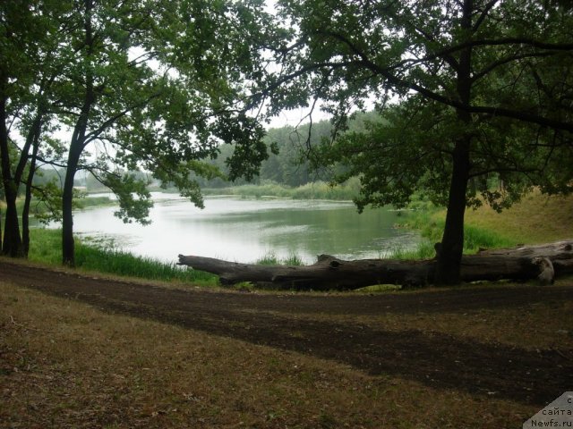 Фото: ньюфаундленд Звездная Тоскана Лесная Раскрасавица