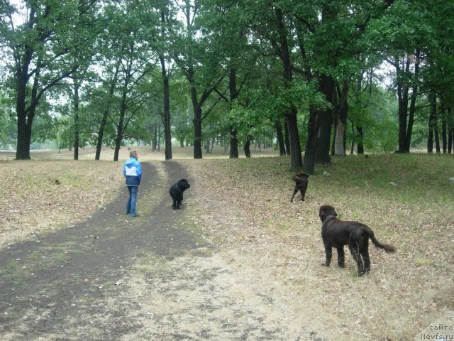 Фото: ньюфаундленд Звездная Тоскана Лесная Раскрасавица
