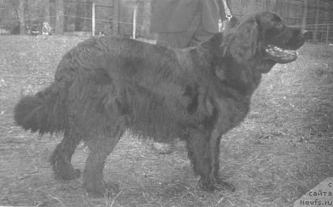Фото: ньюфаундленд Каор Целдра